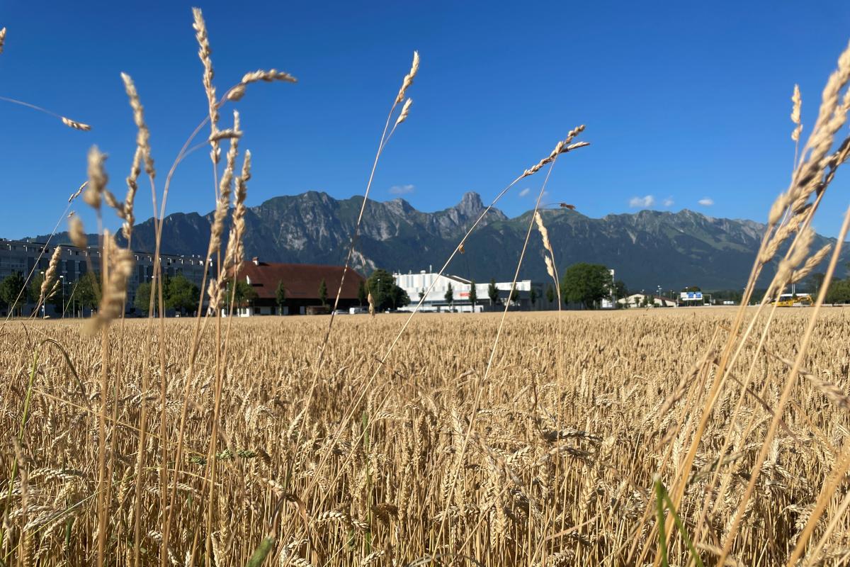 Titelbild: Lohnpelletierung: Aus eigenen Rohstoffen mehr machen