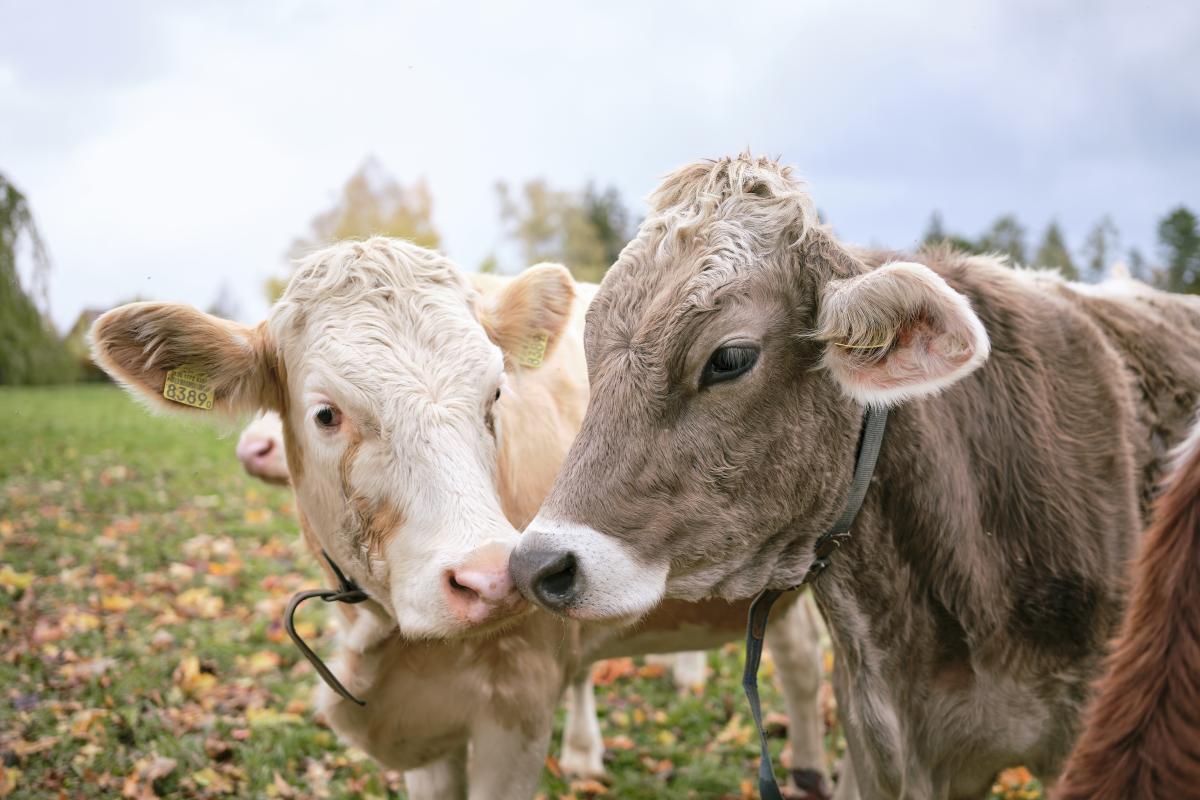 Titelbild: Entsteht mit Strohpellets im Stall wirklich weniger Mist?