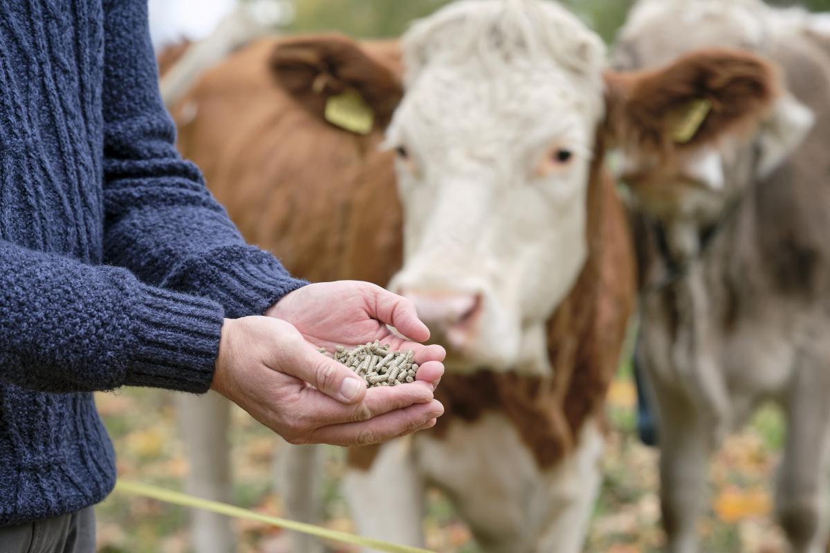 Titelbild: Strohpellets im Stall: Lohnt sich der Einsatz wirklich?