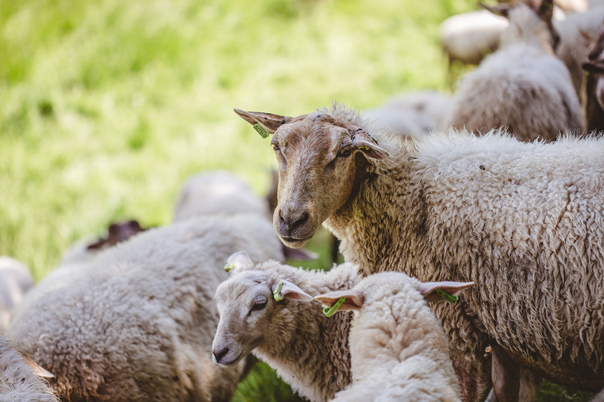 Regionale Strohpellets aus Schweizer Landwirtschaft